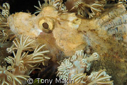 SCORPION FISH IN SOFT CORAL by Tony Makin 
